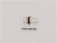 藏品(長角姬天牛)的圖片